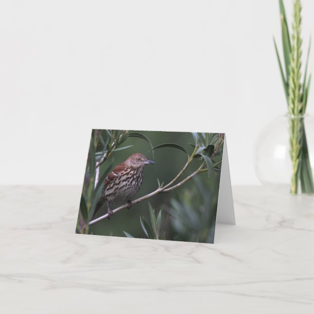 Brown Thrasher - Joe Sweeney - tarjeta (Anverso)