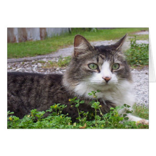 Brown y gato de Tabby blanco