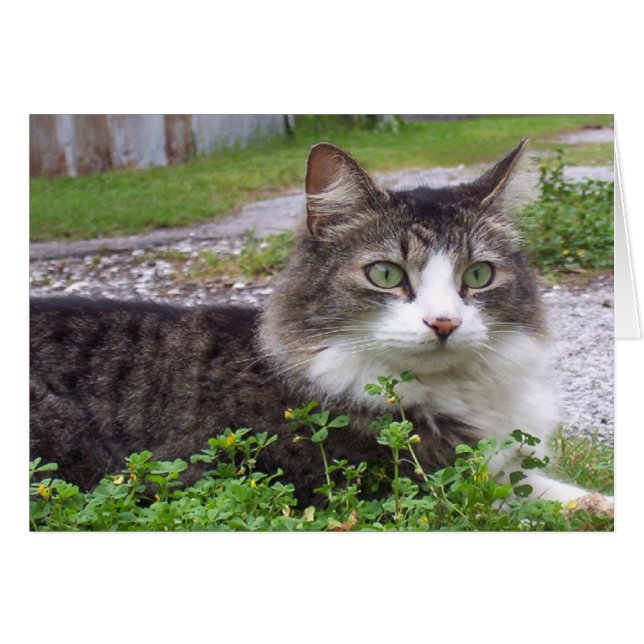 Brown y gato de Tabby blanco (Anverso (Horizontal))