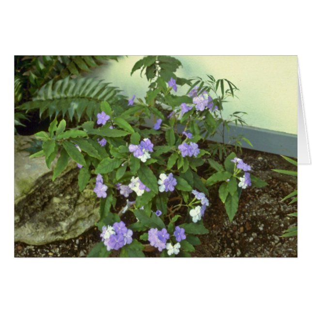 Brunfelsia Pauciflora Eximia (ayer, hoy y T (Anverso (Horizontal))
