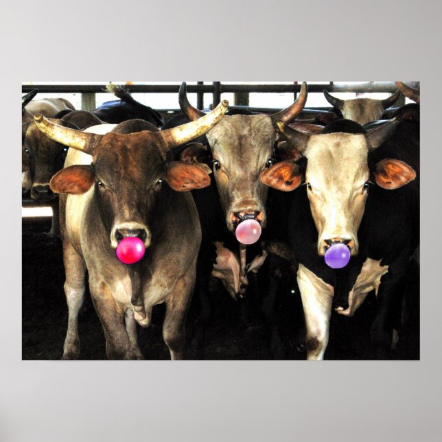 Bubble Gum Soplando Rodeo Buey Vacas Arte Occident (Frente)