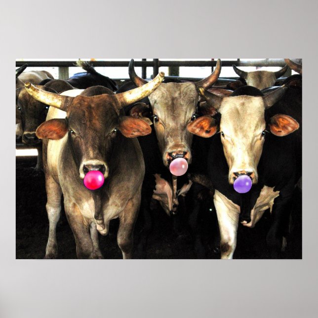 Bubble Gum Soplando Rodeo Buey Vacas Arte Occident (Frente)