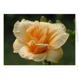 Bubbly - Daylily