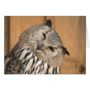 Bubo bubo sibiricus