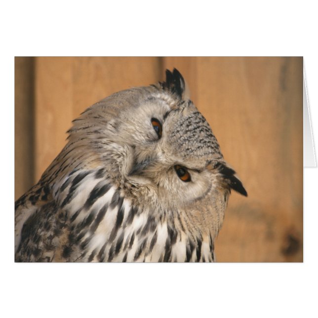 Bubo bubo sibiricus (Anverso (Horizontal))