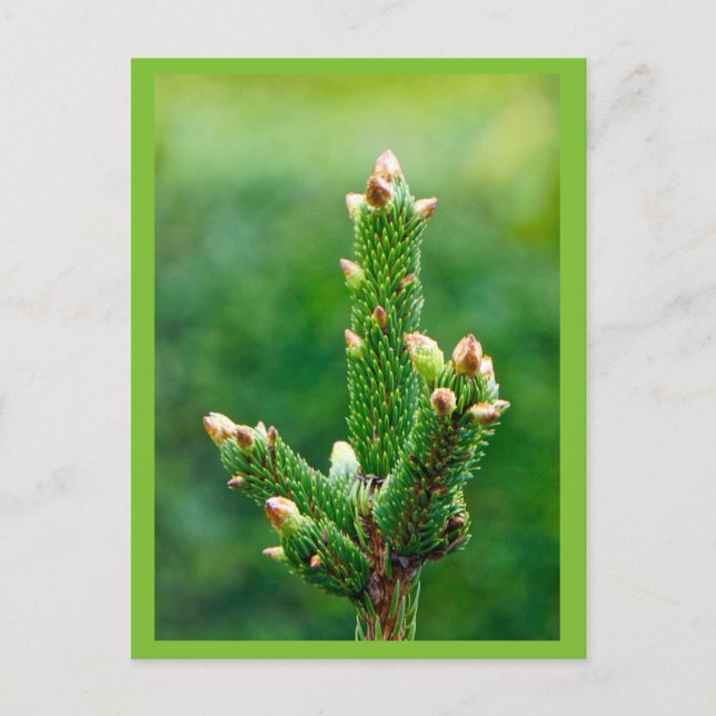 Buceando la postal del árbol de Navidad (Anverso)