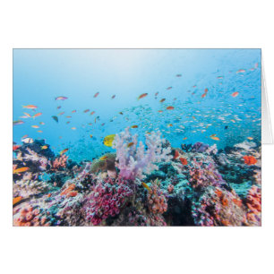 Buceo con escafandra con el filón y el coral