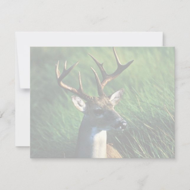 Buck de cola blanca (Anverso)