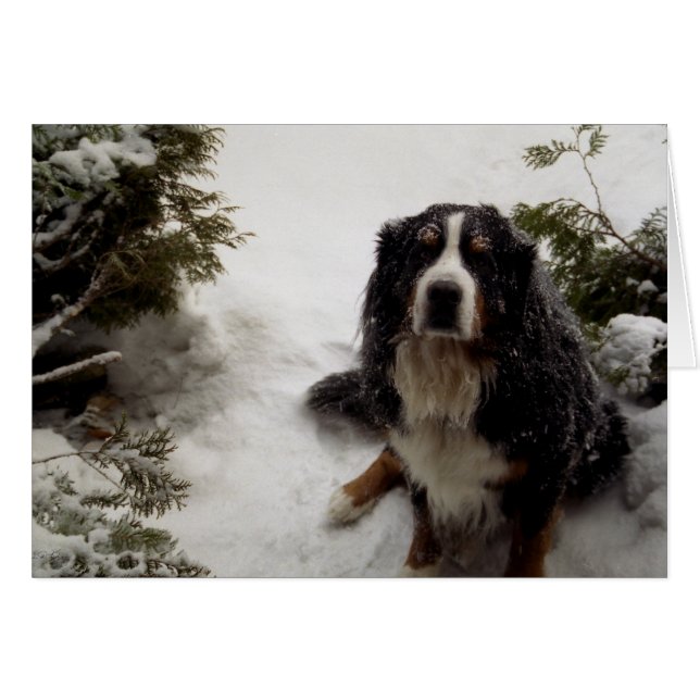 Buckminster ama la nieve (Anverso (Horizontal))