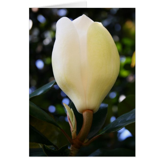Bud de magnolia simple (Frente)