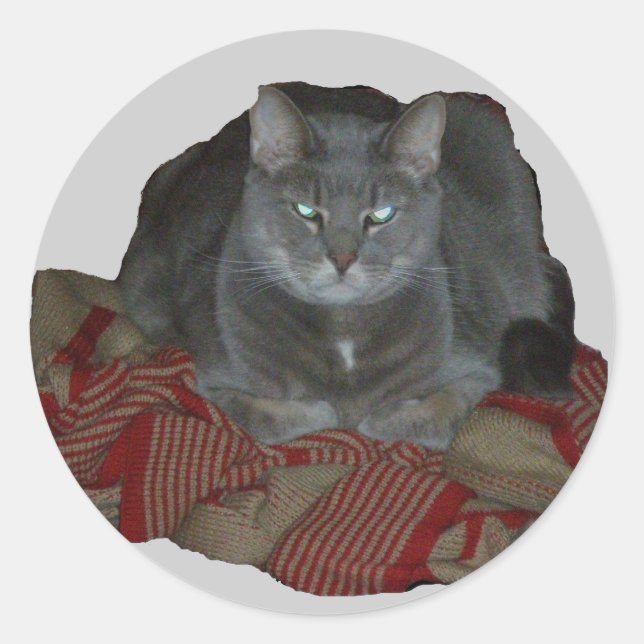 Buddah Gray Grumpy Cat Pegatina (Anverso)