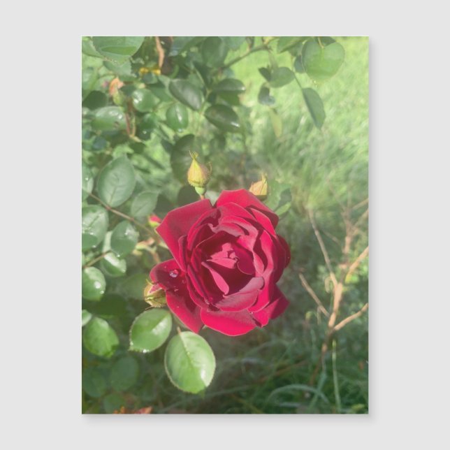 Buddy Rosa Magnet (Anverso)