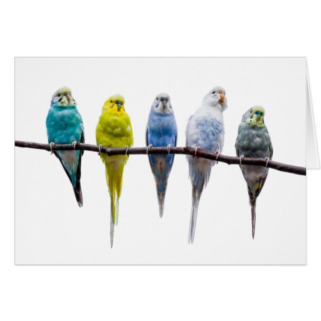 Budgie Birds (Anverso (Horizontal))