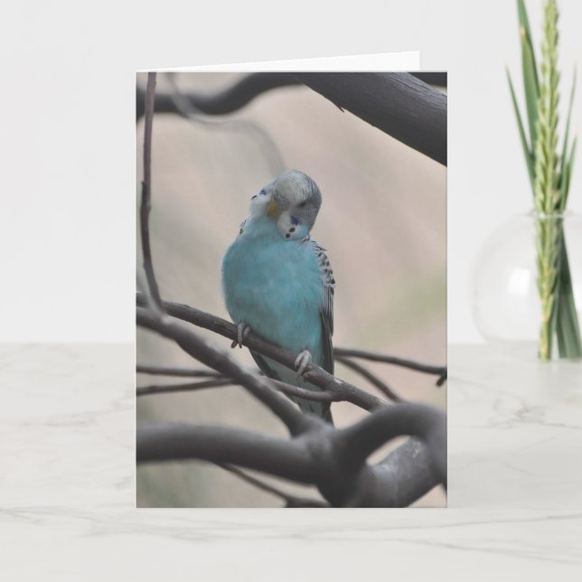 Budgie Wondering About You - Tarjeta De Arte Frame (Anverso)