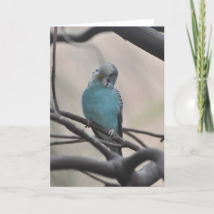 Budgie Wondering About You - Tarjeta De Arte Frame
