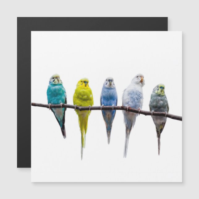 Budgies (Anverso/Reverso)
