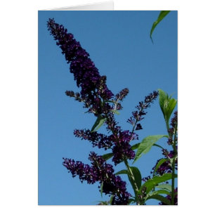 budlia 001