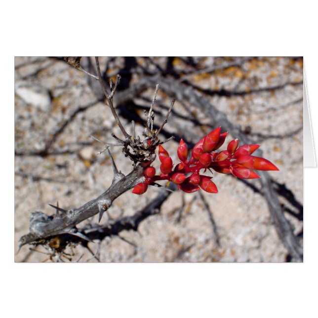 Buds (Anverso (Horizontal))