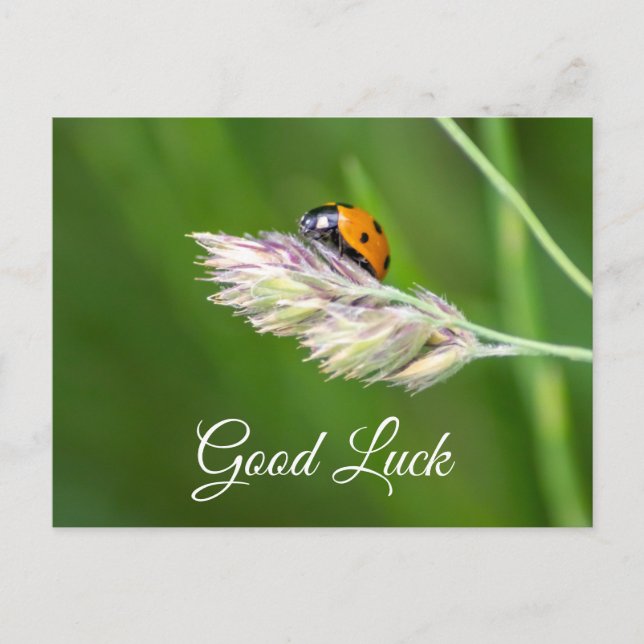Buena suerte con la linda mariquita! tarjeta posta (Anverso)
