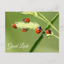 Buena suerte con las adorables mariquitas! tarjeta