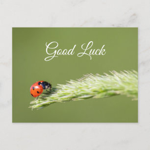 Buena suerte con mariquita linda! tarjeta postal