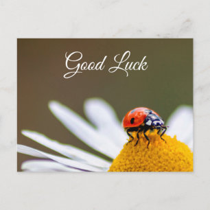 Buena suerte con mariquita linda! tarjeta postal