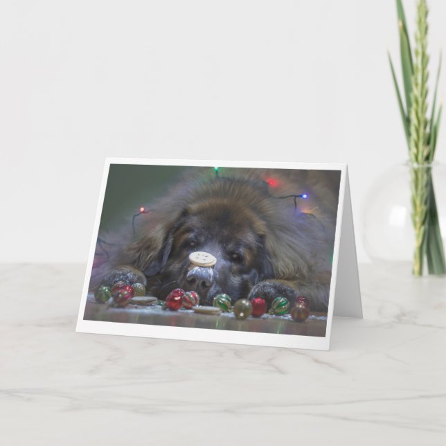 Buena tarjeta de Navidad de Leonberger (Anverso)