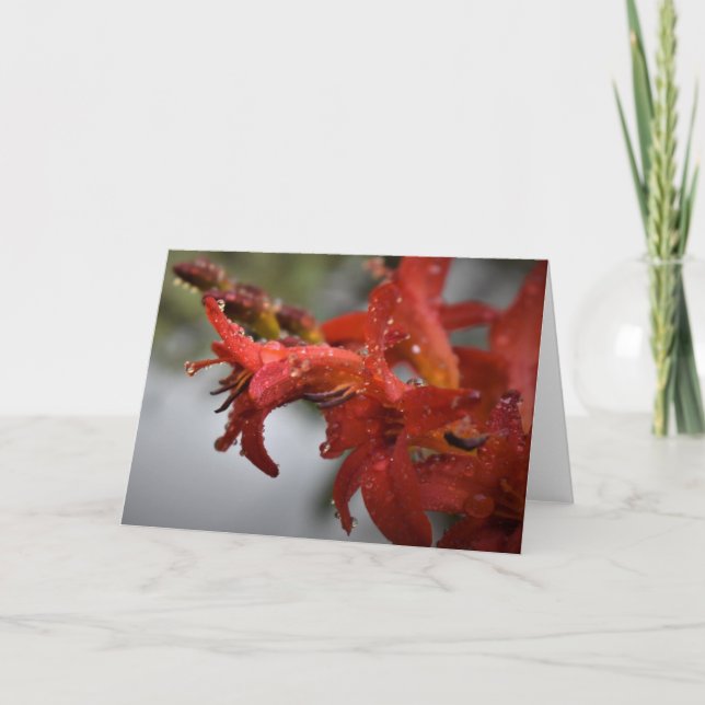 Buenos días Dew, tarjeta (Anverso)