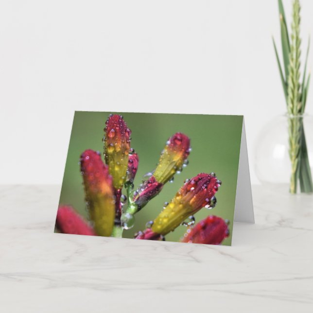 Buenos días Dew, tarjeta (Anverso)