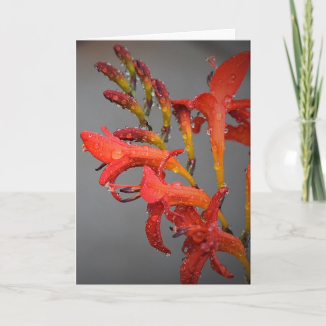 Buenos días Dew, tarjeta (Anverso)