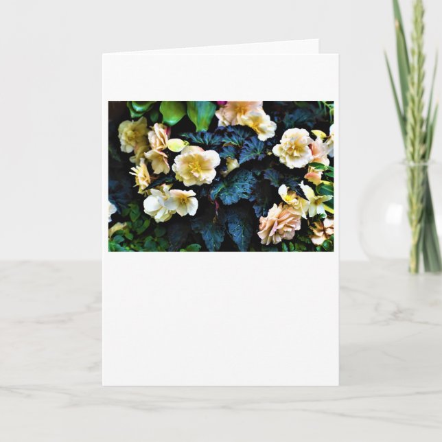 Buenos días Dew, tarjeta (Anverso)