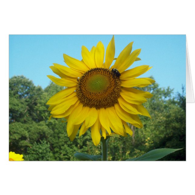 Buenos días Sunshine (Anverso (Horizontal))