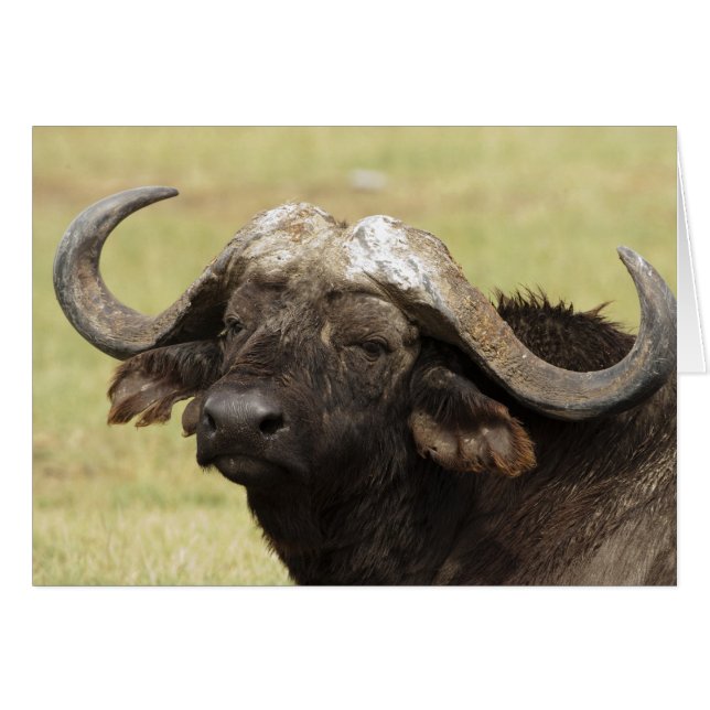Búfalo africano, Syncerus caffer (Anverso (Horizontal))