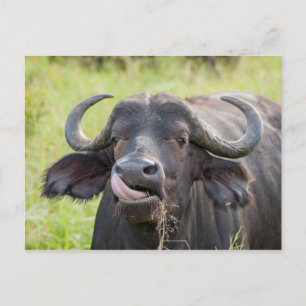 Búfalo agita la tarjeta postal de salida de la len