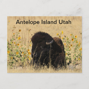 Búfalo en la isla Antelope en la postal Utah