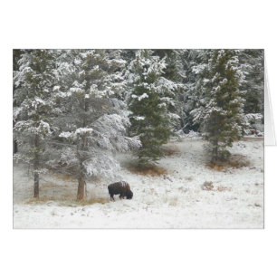 Búfalo solitario en Yellowstone