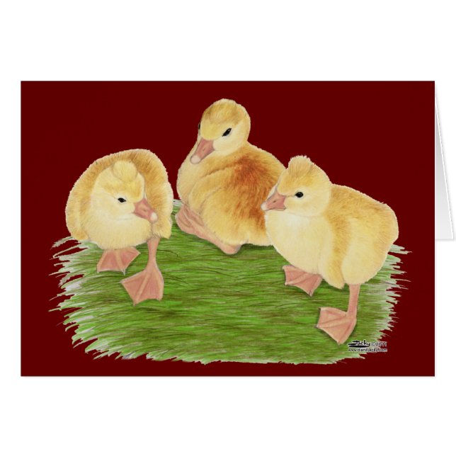 Buff Goslings Tufted (Anverso (Horizontal))