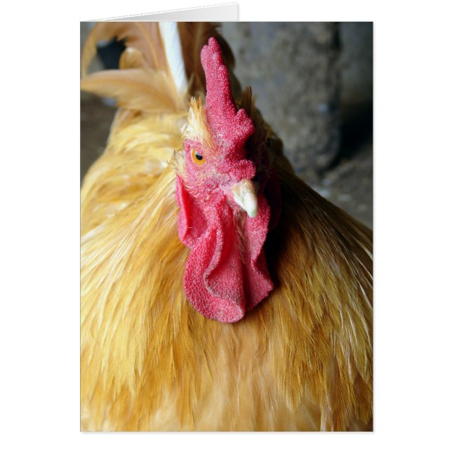 Buff Orpington Rooster (Frente)