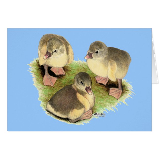 Buff Pomeranian Goslings (Anverso (Horizontal))