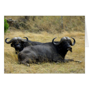 BUFFALO DE AGUA EN KENIA