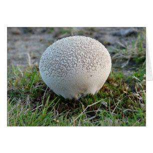 "Buffball"