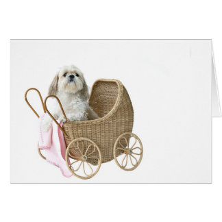 Buggy Shih Tzu