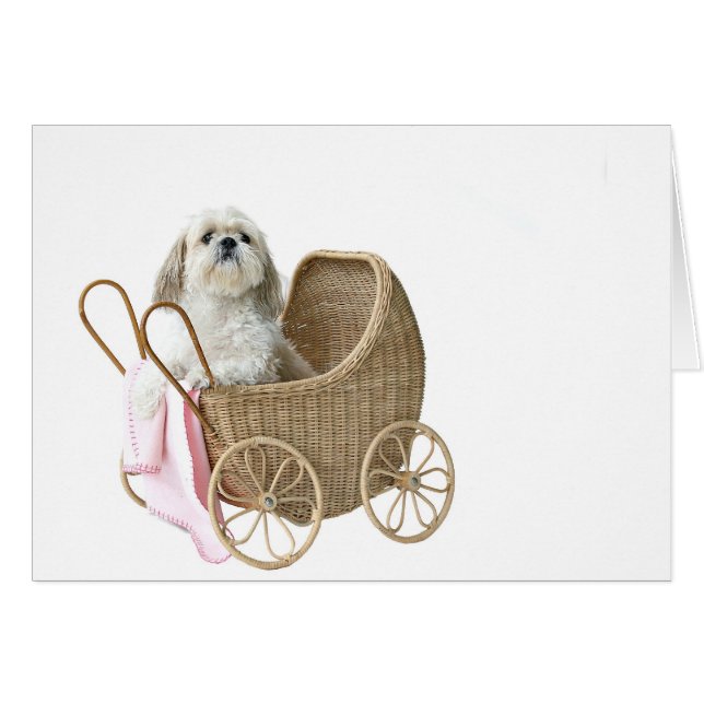Buggy Shih Tzu (Anverso (Horizontal))