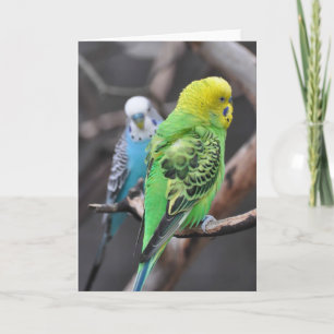 ¡Bugies coloridos! - Tarjeta de Arte Frameable