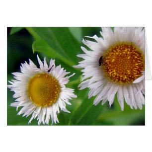 Bugs and White Flowers