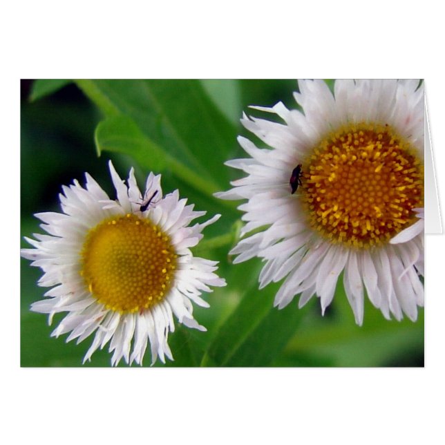 Bugs and White Flowers (Anverso (Horizontal))