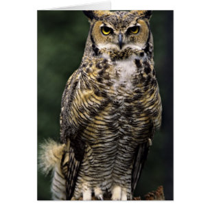 Búho Americano (Bubo virginianus), cuerpo completo