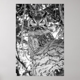 Búho Americano Estampado en B&W   Arte de Pared de