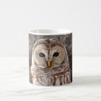 Búho barrado en taza del árbol