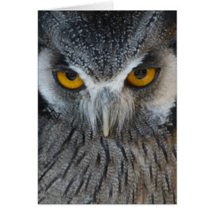 Búho blanco y negro macro